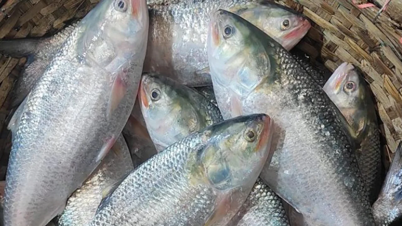 Legal notice on halting Hilsa export to India