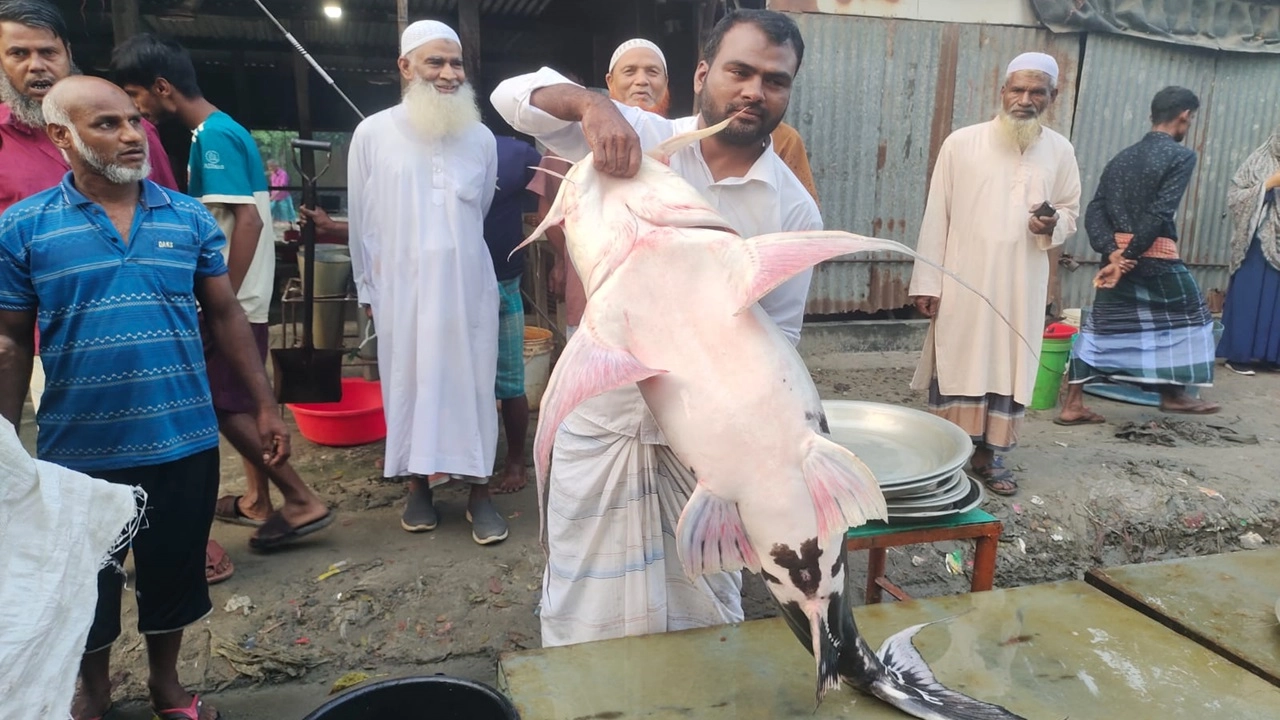33 kg baghair caught in Jamuna sold for Tk 50,000