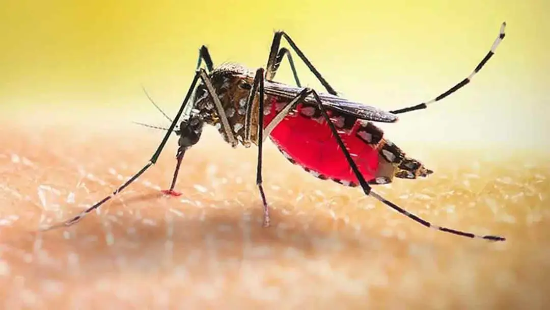 Dengue deaths nearing 300, 1,631 hospitalized in a day