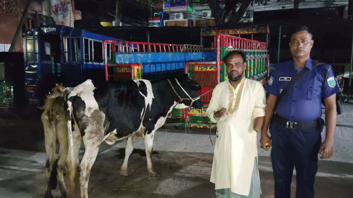 পাবনায় যুবদল কর্মীর বাড়ির আন্ডারগ্রাউন্ডে চোরাই গরুর খামার, আটক ১